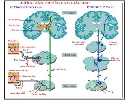 GiẢi PhẪu CÁc ĐƯỜng DẪn TruyỀn ThẦn Kinh