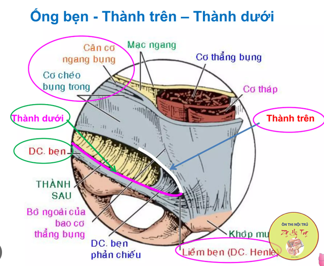 GIẢI PHẪU ỐNG BẸN TÓM TẮT
