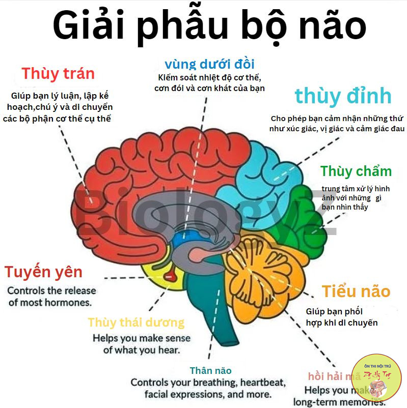 GIẢI