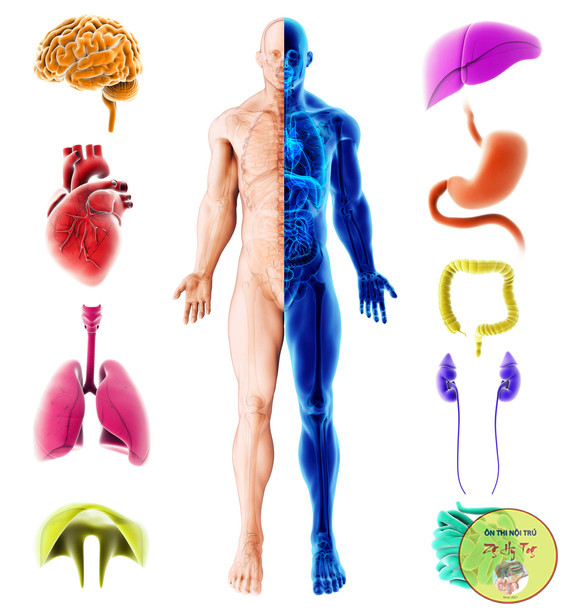 TRẮC NGHIỆM THẬN TIẾT NIỆU ÔN THI NỘI TRÚ