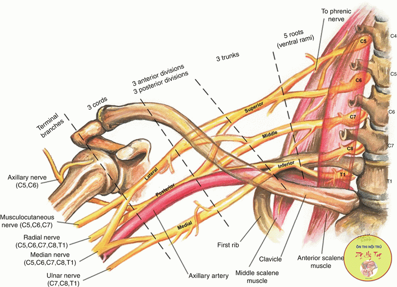 TRẮC NGHIỆM GIẢI PHẪU CÓ ĐÁP ÁN