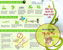 NỘI KHOA - RẮN ĐỘC CẮN [CẤP CỨU CƠ BẢN]