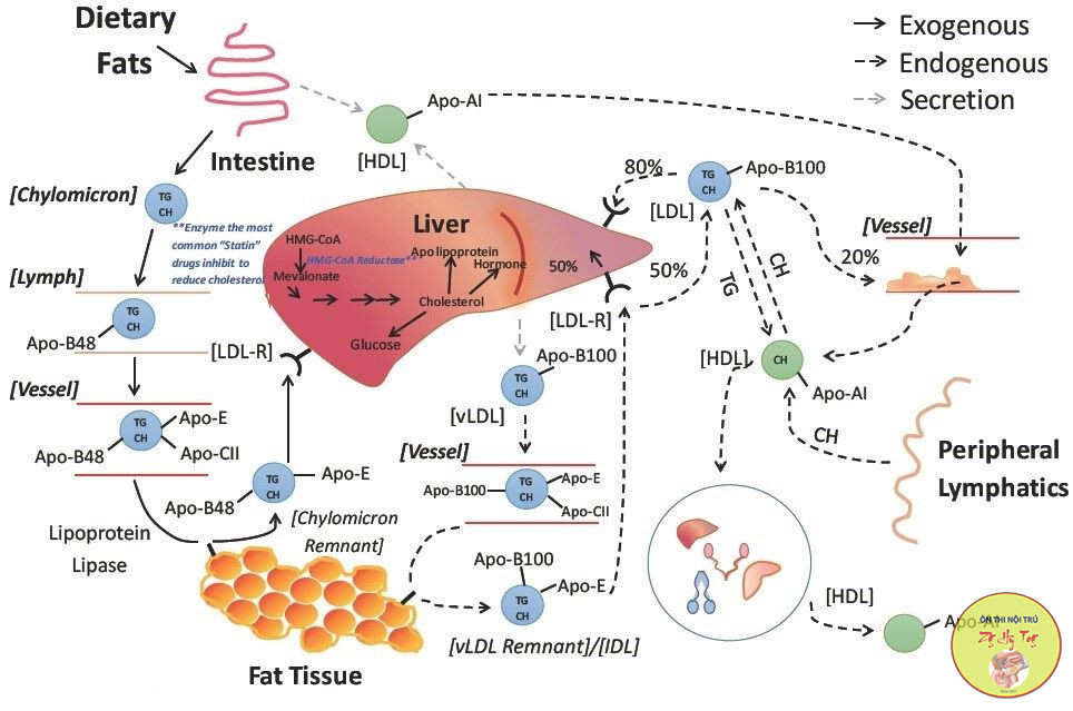 CHUYỂN HOÁ GLUCID - LIPID - PROTEIN
