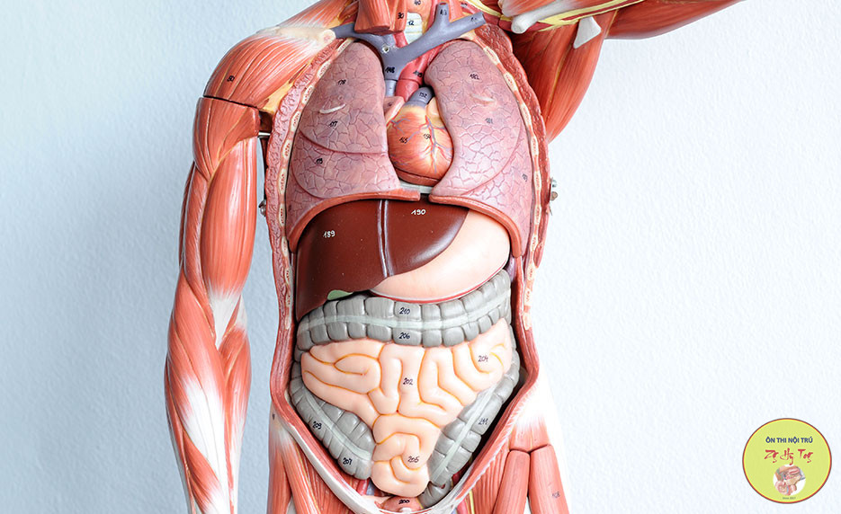 KHÓA HỌC GIẢI PHẪU ONLINE